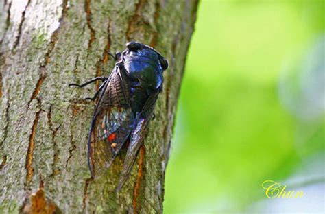 昆蟲insectangtv|蟬團長 InsectAngTV